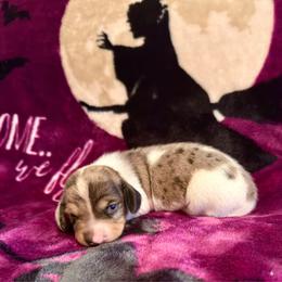 Sunshine - Dapple female Dachshund puppy in Nampa, Idaho from 208 Wiener Wiggle Butts LLC