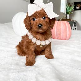 Cavapoo Puppies from Wonderful World Doodles