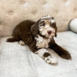 Goldendoodle Puppies from The W Doods