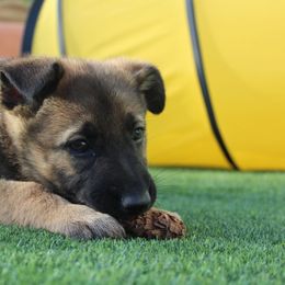 German Shepherd Puppies from Platzhirsch German Shepards