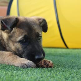 German Shepherd Puppies from Platzhirsch German Shepards
