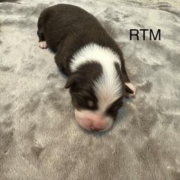 RTM - Red tri male Miniature Australian Shepherd puppy in Tallapoosa, Georgia from Williams Shepherds