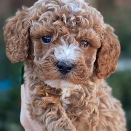Cocoa Green - Red  male Goldendoodle puppy in Vernon, Texas from Sugarland's Texas Goldendoodles