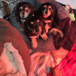 Dachshund Puppies from JnA Dachshunds