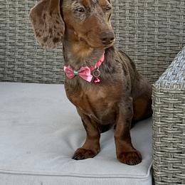 Dachshunds from Michelle’s Dachshund Darlings