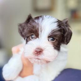 Dark Purple collar Bean chocolate and white - Liver male Miniature Schnauzer puppy in Temple, Texas from Schnauzers Of Taylor