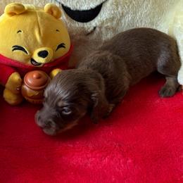 Orion - Chocolate and cream male Dachshund puppy in Bradenton, Florida from Leah’s Suncoast Doxies