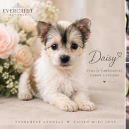 Daisy - Sable female Chinese Crested puppy in New Haven, West Virginia from EverCrest