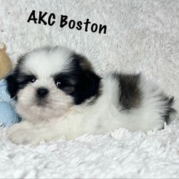 AKC Boston - Brindle and white male Shih Tzu puppy in Greenville, South Carolina from Babyface Shih Tzu