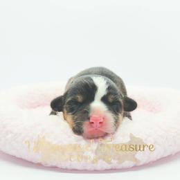 Velvet - Black and tan female Pembroke Welsh Corgi puppy in Hickory, North Carolina from Whimsical Treasure Corgis
