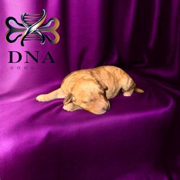Goldendoodle Puppies from Diverse Nurturing Affectionate Doodle Kennel