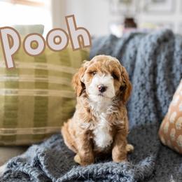 Pooh - Red male Australian Labradoodle puppy in Ardmore, Oklahoma from Mop Top Doodle Co.