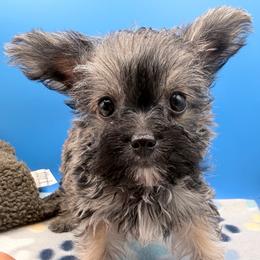 Michael - Black and gold male Yorkshire Terrier puppy in Georgia & Florida, Georgia from Fiesta Pups