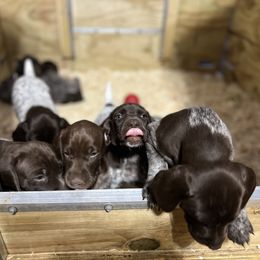German Shorthaired Pointer Puppies from Harris Enterprise & Kennels LLC