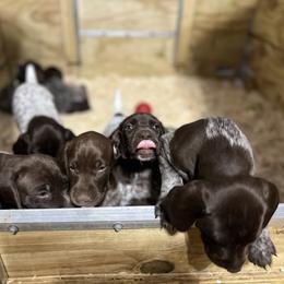 German Shorthaired Pointer Puppies from Harris Enterprise & Kennels LLC