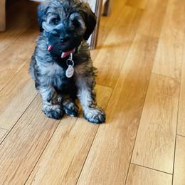 Australian Labradoodle Puppies from Fancy Pants Labradoodles