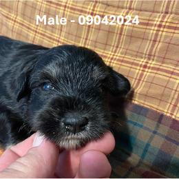 Miniature Schnauzer Puppies from Alves Miniature Schnauzers