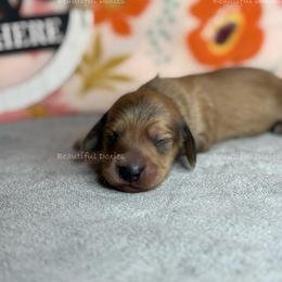 Song Sparrow - Cream male Dachshund puppy in Washington from Beautiful Doxies