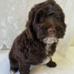 Hilo - Brown and white male Bernedoodle puppy in Horseshoe Bend, Idaho from Over the Moon Poodles and Doodles