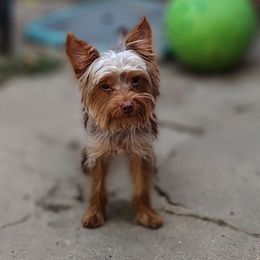 Lux - Yorkshire Terrier