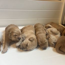 Golden Retriever Puppies from Lake Champlain Goldens