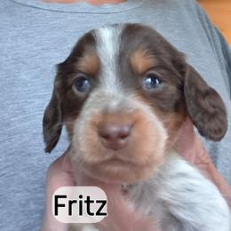 Fritz - Piebald male Dachshund puppy in Bangs, Texas from Lickin'bach Miniature Dachshunds