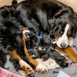 Bernese Mountain Dog Puppies from Dogwood Creek Bernese