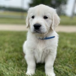 Golden Retriever Puppies from Luckie Puppies