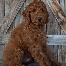 McGinty - Orange Collar - Red male Irish Doodle puppy in Macedon, New York from Toodles Goldendoodles