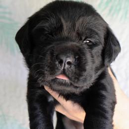 Shyanne - Black female Labrador Retriever puppy in Dunnellon, Texas from Belle Rose Labradors