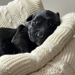 Giant Schnauzer Puppies from Schnauzer Ranch