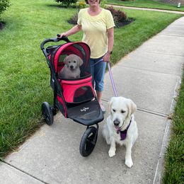 Golden Retriever Puppies from English Creamery Golden Retrievers