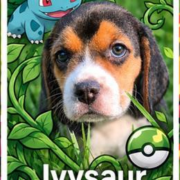 Ivysaur - Black fawn and white female Beagle puppy in Brockway, Pennsylvania from Sugar Hill Hounds