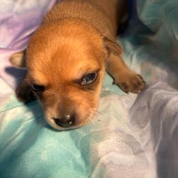 Dallas - Red female Chihuahua puppy in Scranton, South Carolina from The Magnolia Pawlor, LLC