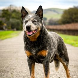 Willys - Australian Cattle Dog