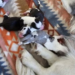 Boy 3 - Black and white male Cardigan Welsh Corgi puppy in Natchitoches. La, Louisiana from Bleu Bayou Corgis