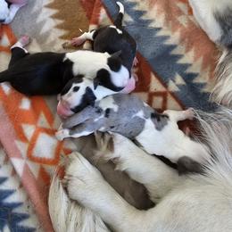 Boy 3 - Black and white male Cardigan Welsh Corgi puppy in Natchitoches. La, Louisiana from Bleu Bayou Corgis