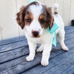 Boy 1 - Merle male Cavapoo puppy in Junction, Utah from City Creek Cavapoos