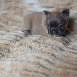 Tank - Blue male French Bulldog puppy in Alexander City, Alabama from Lake Martin Fancy Frenchies