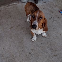 Molly - Basset Hound