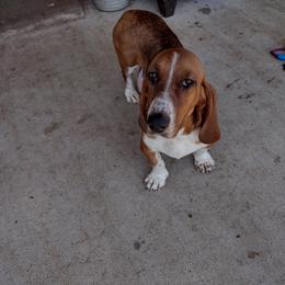 Molly - Basset Hound
