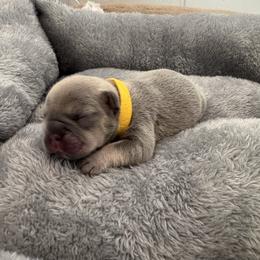 Yellow collar - Blue fawn male French Bulldog puppy in Santa Rosa, California from Ingram Ranch Frenchies