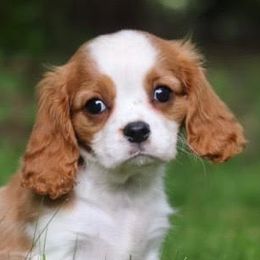Cavalier King Charles Spaniels from Peters Cavaliers