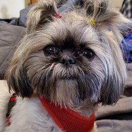 Shihpoos from Simpson Shih Tzus