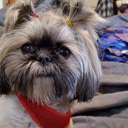 Shihpoos from Simpson Shih Tzus