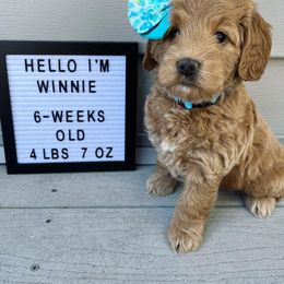 Goldendoodle Puppies from Millie Billie Doodles