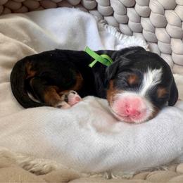 Meg - Tri-color female Bernedoodle puppy in Rose Hill, North Carolina from Red Door Canines