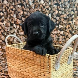 Charlotte - Black female Labrador Retriever puppy in Isle, Minnesota from Dog Ear Outfitters
