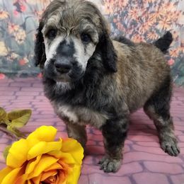 Poodles from Heavenly Standards Poodles