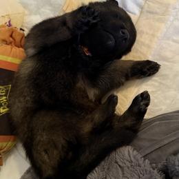 German Shepherd Puppies from Legacy K9’s
